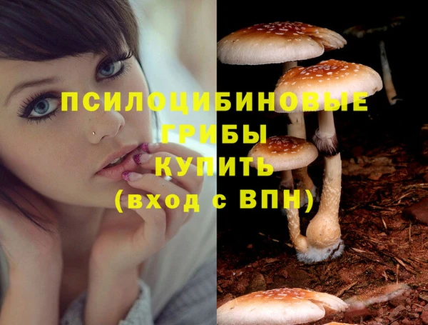 ГАЛЛЮЦИНОГЕННЫЕ ГРИБЫ Белокуриха